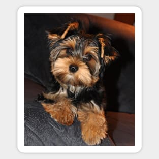 Cute Yorkshire Terrier  Yorkie Puppy Dog Sticker